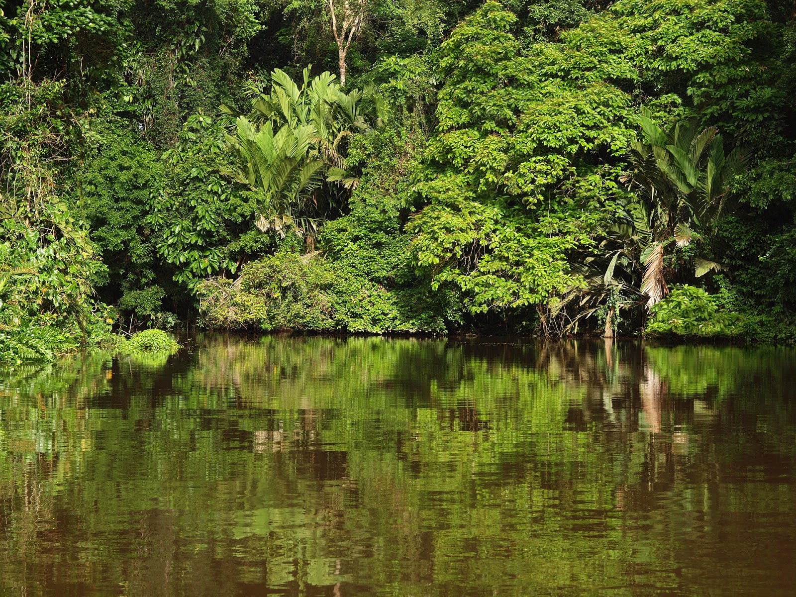 Tortuguero mangroves parcs nationaux paresseux mapaches